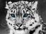 SnowLeopards's Avatar